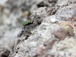 Feldsandläufer (Cicindela campestris)