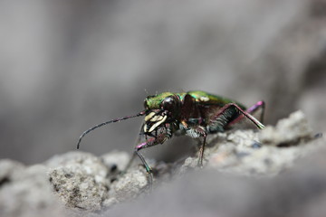 Feldsandläufer (Cicindela campestris)