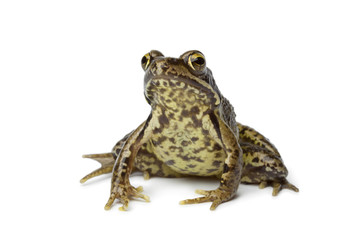 Obraz premium Common frog