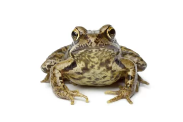 Acrylic prints Frog Common frog