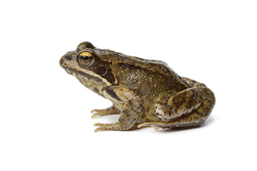Fototapeta premium Common frog