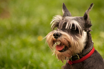 miniature schnauzer dog portrait