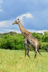 giraffe in Chobe national park in Botswana