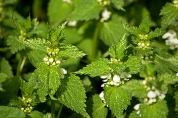 stinging nettle