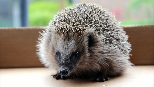 Igel (Hedgehog)