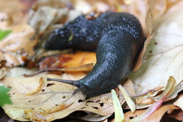 Schwarzer Schnegel (Limax cinereoniger)