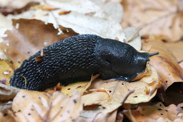 Schwarzer Schnegel (Limax cinereoniger)
