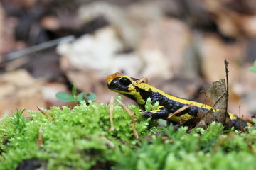 Feuersalamander im Nationalpark Kellerwald