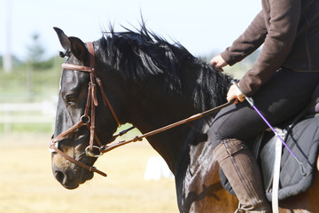 Equitation