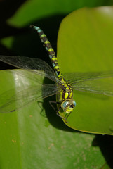 libellule