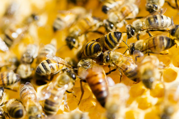 Beekeeping