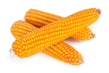 Ripe corn on the cob isolated on white background