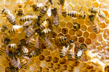 Beekeeping