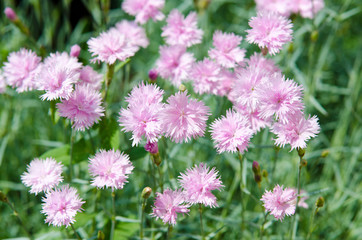 little pink flower