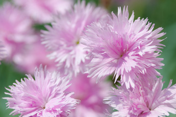 Obraz premium little pink flower