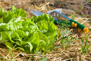 Salad growing in mulch