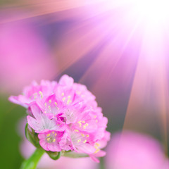 little pink flower