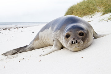 Young Southern Elephant Seal - 52401464