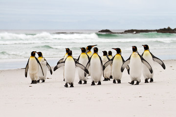 Naklejka premium King penguins walking on the beach