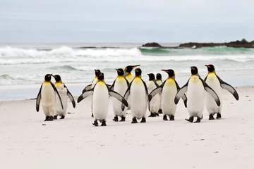 Crédence de cuisine en verre imprimé Pingouin King penguins walking on the beach