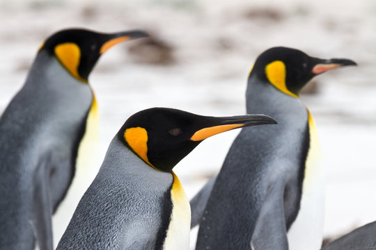 Three King penguins walking on the beach - closeup