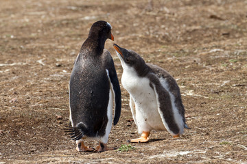 Gentoo penguin female and her chick