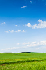 Fototapeta premium green field background