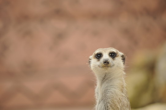 Suricate