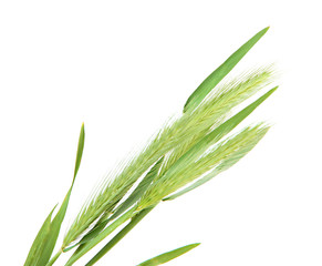 Obraz premium Green spikelets, isolated on white