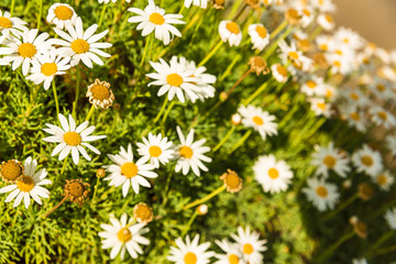 Fototapeta premium Camomile