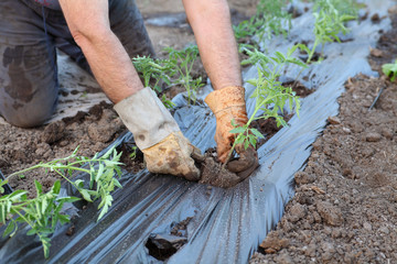 Farmer planting tomato seedlings in a greenhouse