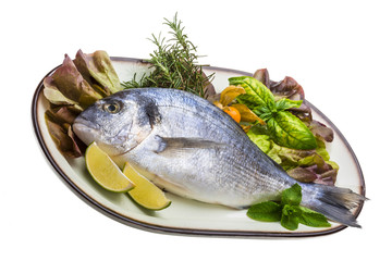 Fresh raw dorada