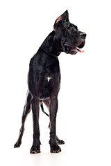 black mastiff