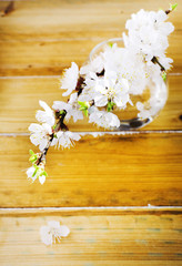 Blossoming apricot in the vase on wooden table