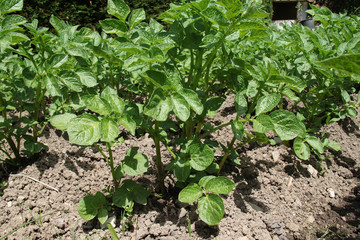 pomme de terre