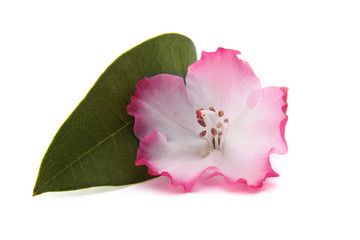 rhododendron