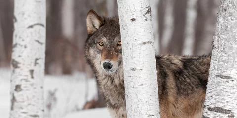 Foto op Plexiglas Grey Wolf (Canis lupus) Stands Amongst Trees © hkuchera