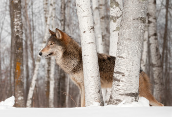 Grey Wolf (Canis lupus) Stands Looking Left