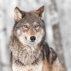 Szary wilk (Canis lupus) z jednym uchem z powrotem - 52405094