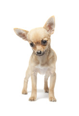 Young chihuahua