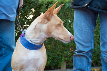 Spanish Podenco with owner