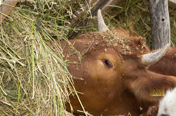 cow eating hay