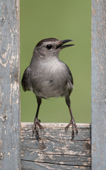 Gray Catbird (Dumetella carolinensis)