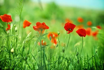 Photo sur Plexiglas Coquelicots Wild poppy flowers