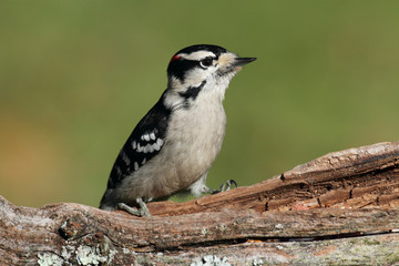 Downy Woodpecker (Picoides pubescens)
