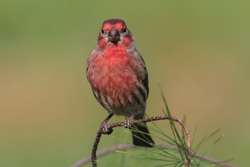 Male House Finch (Carpodacus mexicanus)