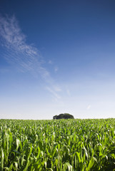 Fresh green corn crops