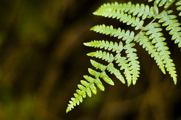 Morning dew and fern