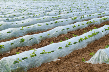 Vegetable plantation