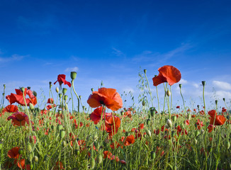 Wild poppies